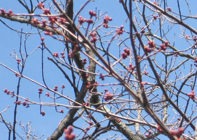 Swelling maple buds mean the arrival of spring.