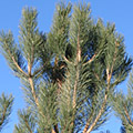 Austrian Black Pine