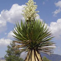 Palm Yucca